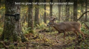 best no glow trail cameras for pressured deer